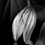 zwart wit foto bloem  c jenne Bleijenburg