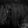 zwart paard c jenne Bleijenburg